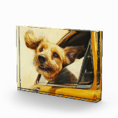 Speelse hond genieten van autorit Art Print Fotoblokken (Rechts)