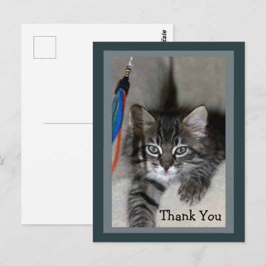 Speelse Kitten Kimber Bedankt Briefkaart (Voorkant / Achterkant)