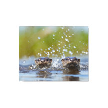 Speelse otters die opspringen uit het water met fo