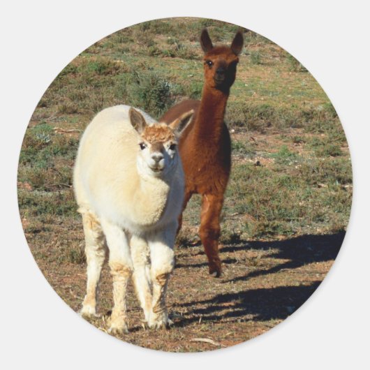 Speelse paren: jonge bruine en witte alpaca's ronde sticker (Voorkant)