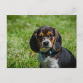 Speelse pup in het gras briefkaart (Voorkant)
