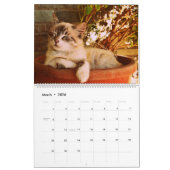 Speelse Schattigee Funny Cats Fotografie met Schat Kalender (Mar 2026)