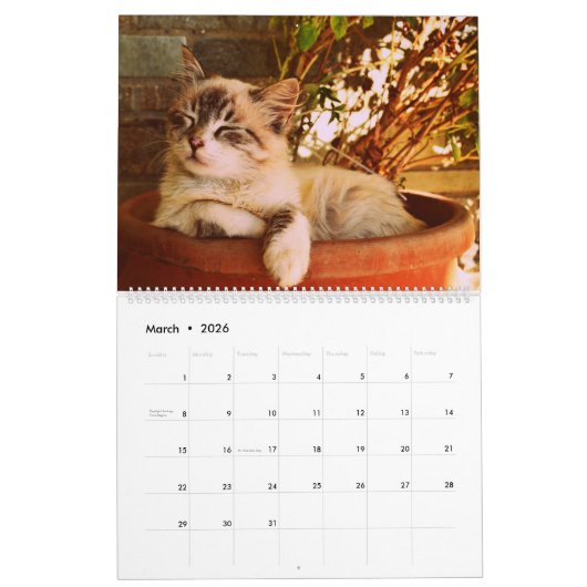 Speelse Schattigee Funny Cats Fotografie met Schat Kalender (Mar 2026)