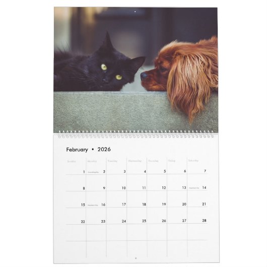 Speelse Schattigee Funny Cats Fotografie met Schat Kalender (Feb 2026)