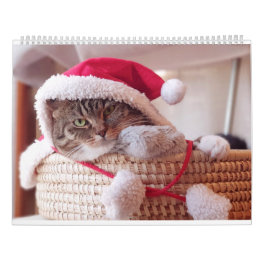 Speelse Schattigee Funny Cats Fotografie met Schat Kalender