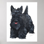Speelse Schotse Terrier Poster (Voorkant)