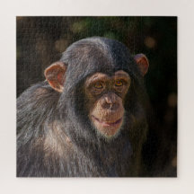 Speelse Ziel – Baby Chimpansee Close-Up