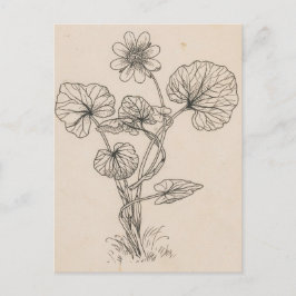 Speenkruid  door Willem Wenckebach Briefkaart