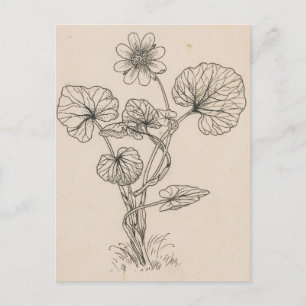 Speenkruid door Willem Wenckebach Briefkaart