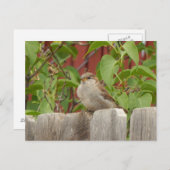 Speerveld Flagstaff, Arizona Briefkaart (Voorkant / Achterkant)