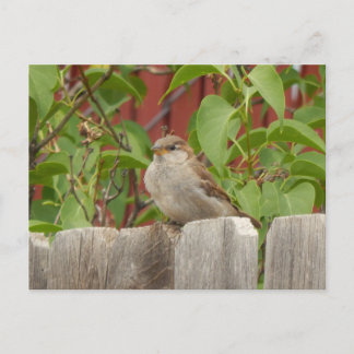 Speerveld Flagstaff, Arizona Briefkaart