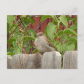 Speerveld Flagstaff, Arizona Briefkaart (Voorkant)