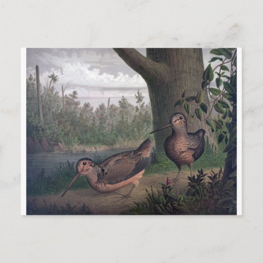 Spel-vogels-houtsnippers-schilderen. Briefkaart (Voorkant)