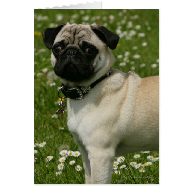 Spelen in bloemen (Voorkant)