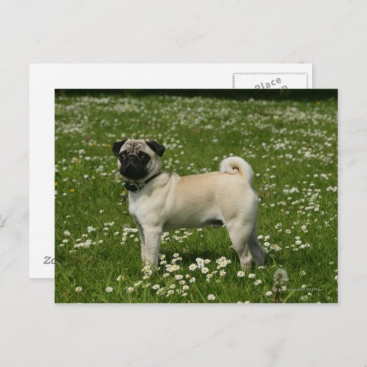 Spelen in bloemen briefkaart (Voorkant / Achterkant)