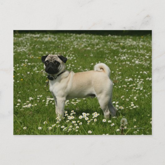 Spelen in bloemen briefkaart (Voorkant)