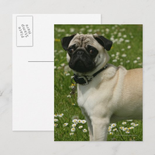 Spelen in bloemen briefkaart (Voorkant / Achterkant)