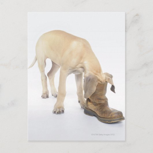 spelen, vriendelijkheid, nieuwsgierigheid briefkaart (Voorkant)