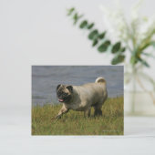 Spelend nabij water briefkaart (Staand voorkant)