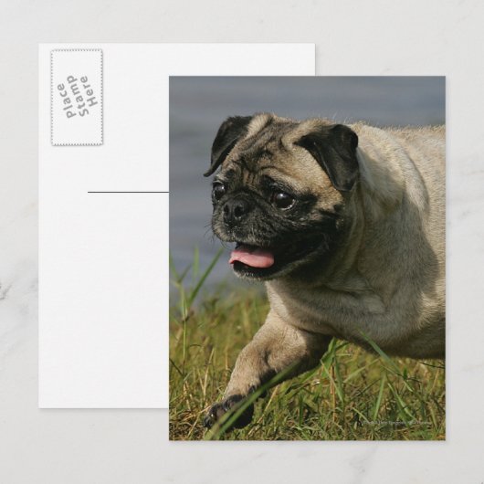 Spelend nabij water briefkaart (Voorkant / Achterkant)