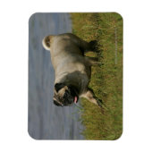 Spelend nabij water magneet (Verticaal)