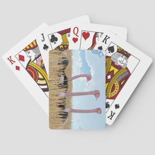 Spelkaarten voor struisvogels pokerkaarten (Achterkant)