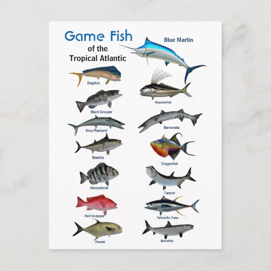 Spelvis van de tropische Atlantische Oceaan Briefkaart (Voorkant)