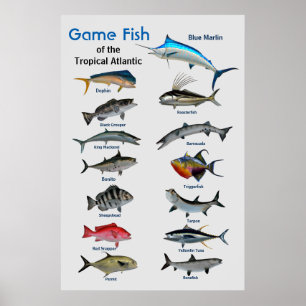 Spelvis van het Poster van de tropische Atlantisch