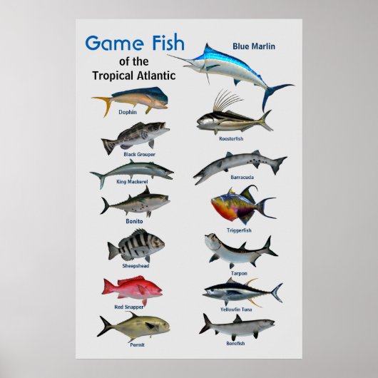 Spelvis van het Poster van de tropische Atlantisch (Voorkant)