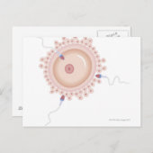 Sperm bevattende gemuteerde genen briefkaart (Voorkant / Achterkant)