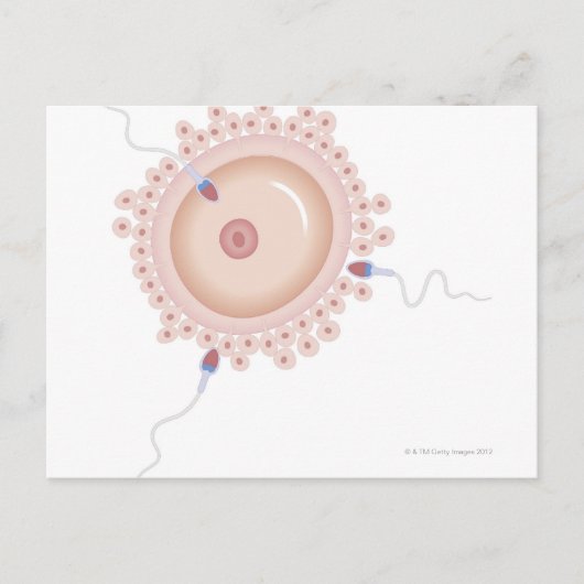 Sperm bevattende gemuteerde genen briefkaart (Voorkant)