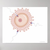Sperm bevattende gemuteerde genen poster (Voorkant)