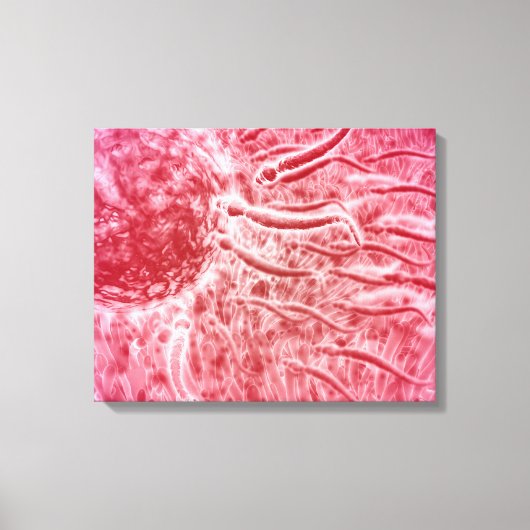 Sperm die naar eieren met Cellia gaat Canvas Afdruk (Voorkant)
