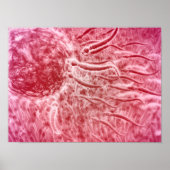 Sperm die naar eieren met Cellia gaat Poster (Voorkant)