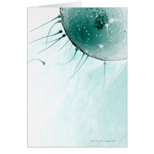 Sperm Fertilizing an Ovum.