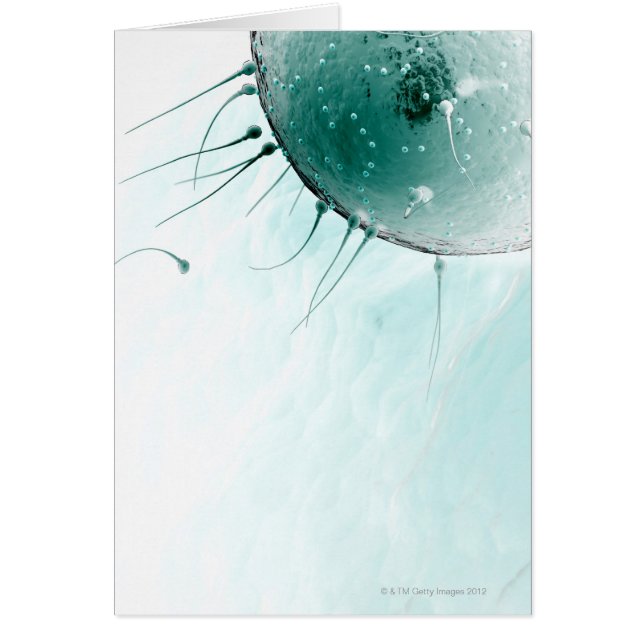 Sperm Fertilizing an Ovum. (Voorkant)