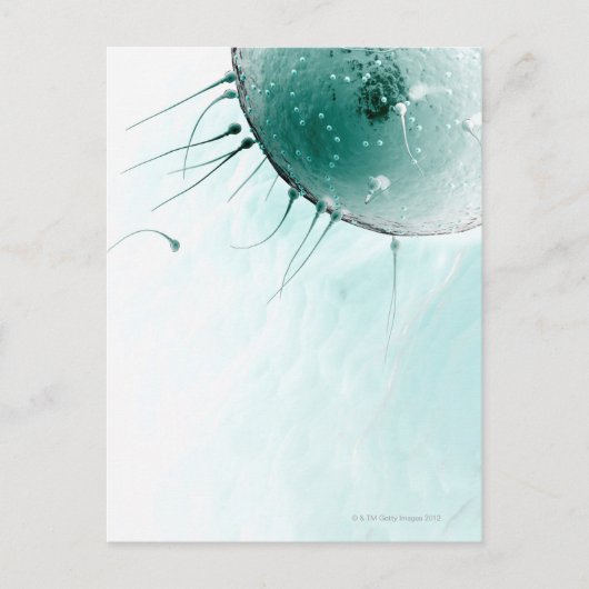Sperm Fertilizing an Ovum. Briefkaart (Voorkant)