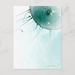 Sperm Fertilizing an Ovum. Briefkaart