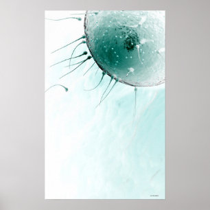 Sperm Fertilizing an Ovum. Poster