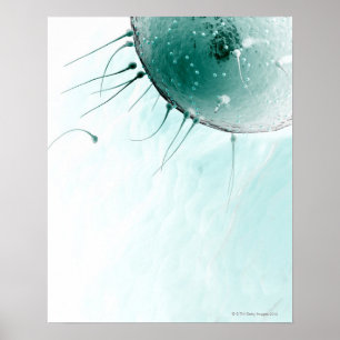 Sperm Fertilizing an Ovum. Poster
