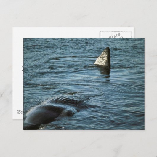 Sperm Whale Briefkaart (Voorkant / Achterkant)