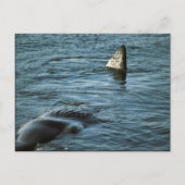 Sperm Whale Briefkaart (Voorkant)