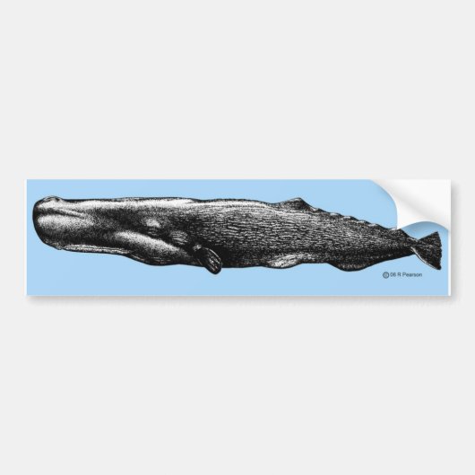 Sperm Whale Bumpersticker (Voorkant)