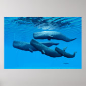 Sperm Whale Family Poster (Voorkant)