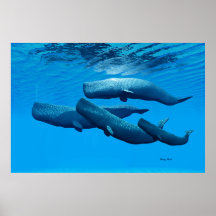 Sperm Whale Family