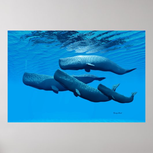 Sperm Whale Family Poster (Voorkant)