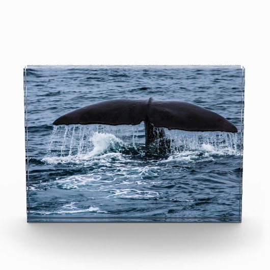 Sperm Whale Fotoblokken (Voorkant)