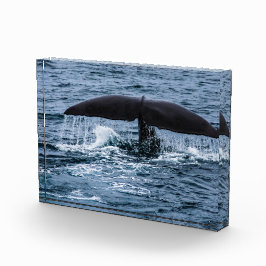 Sperm Whale Fotoblokken