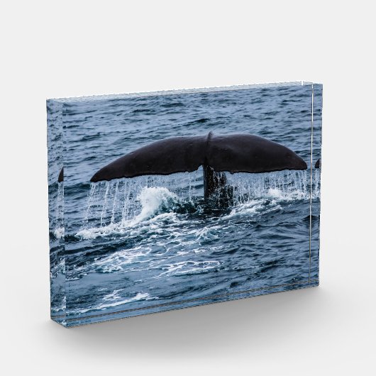 Sperm Whale Fotoblokken (Links)