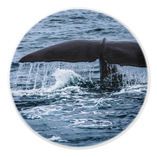 Sperm Whale Keramische Knop (Voorkant)